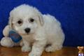 Bichon Frise